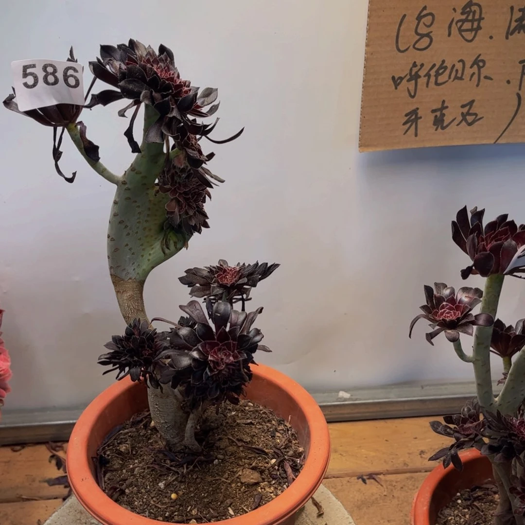 青***)多肉植物黑法师缀586