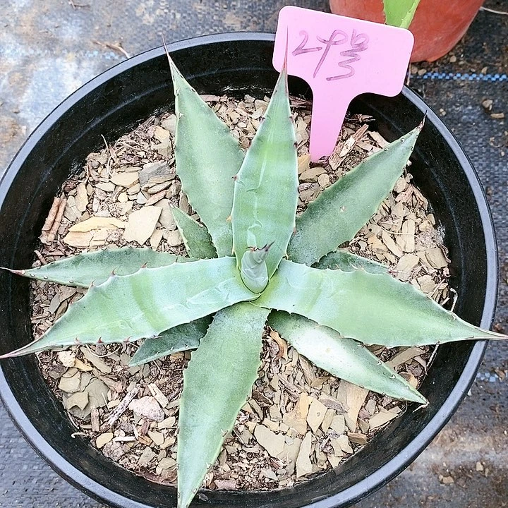 【闪购商品】无花朵龙舌兰金特里