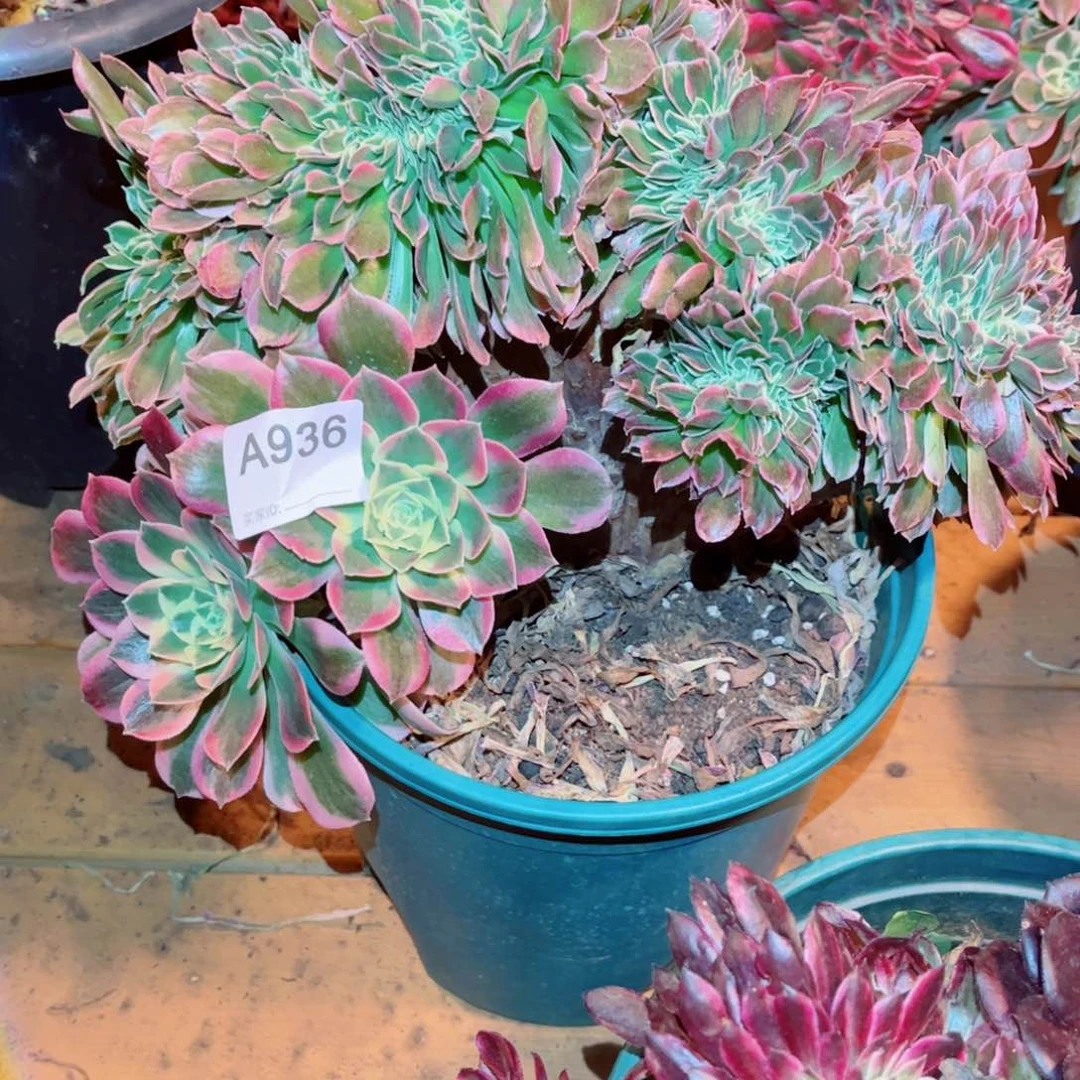 936号白凤缀化多肉植物法师