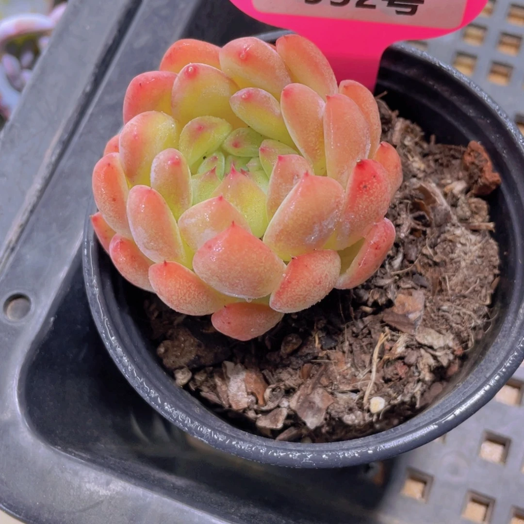 952号 全状态暮色单头