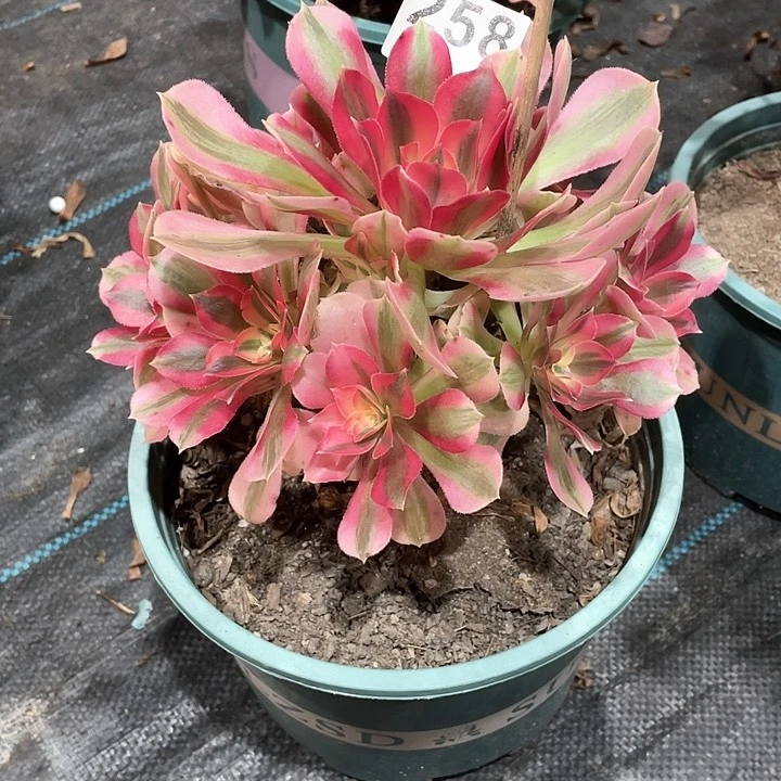 粉女巫258   冠幅18