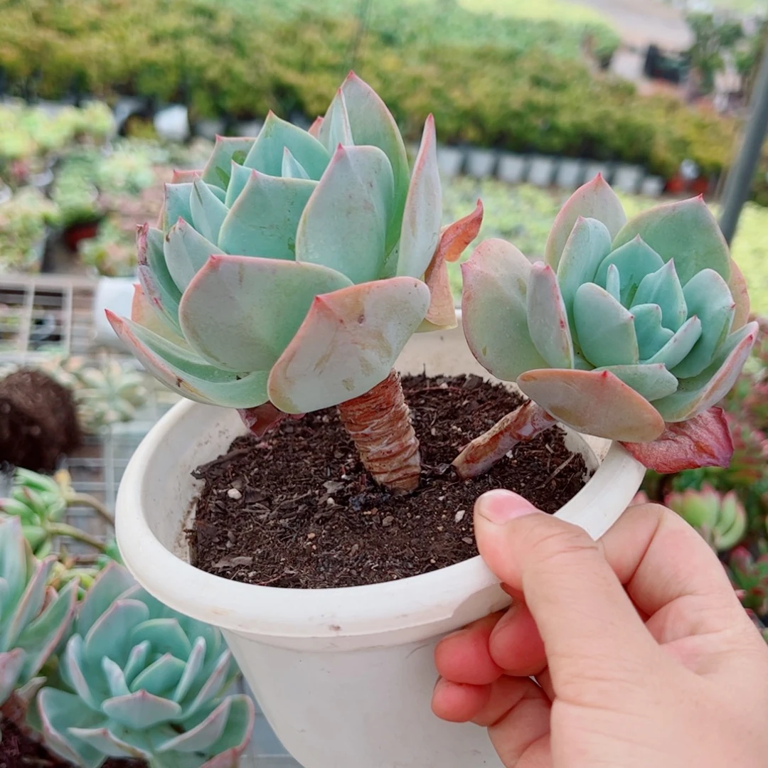 白凤双头起发老桩