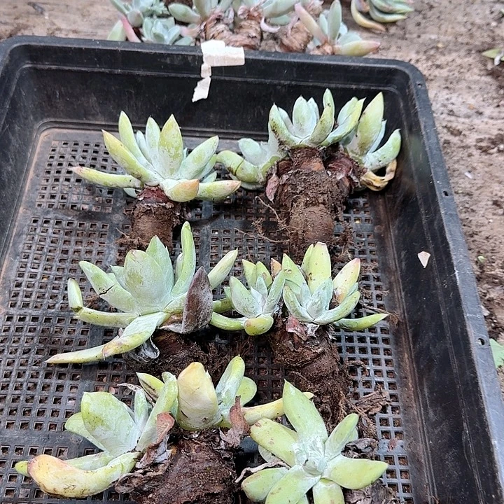 2325框拍瑕疵多肉