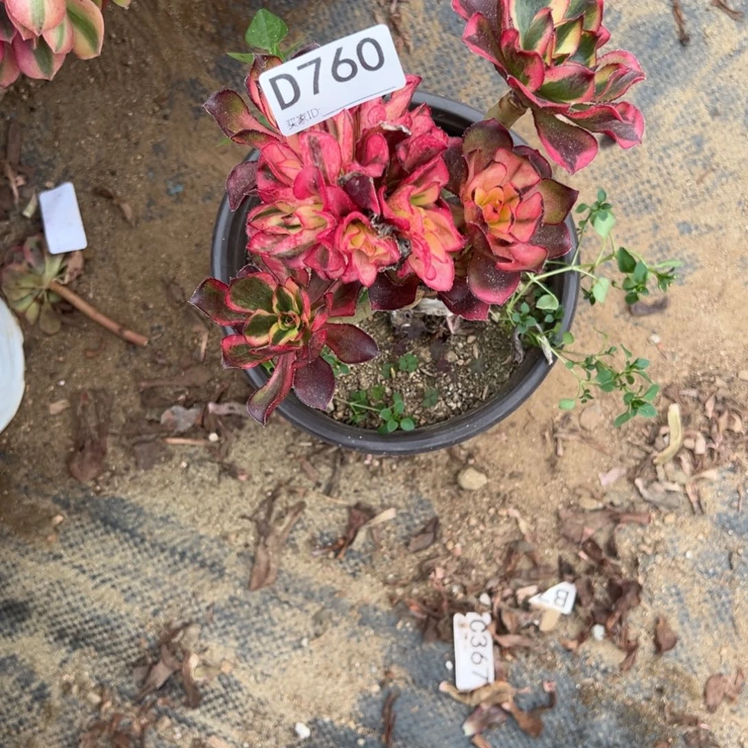 760魅影多肉植物法师多肉