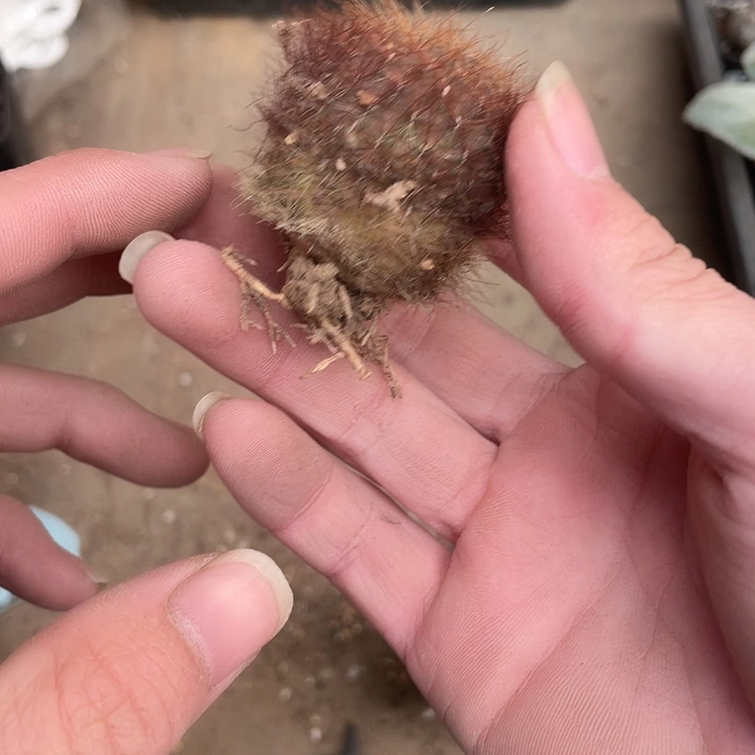 673百丝巢（满18包邮）