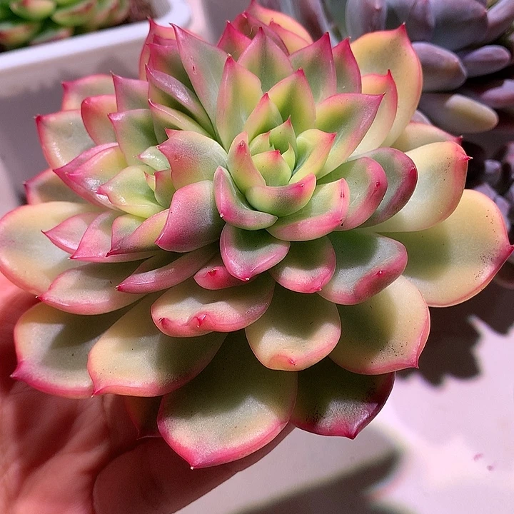 弗罗瑞安娜腹轮锦双头