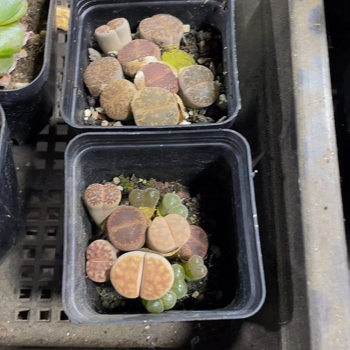 生石花2.99带哦土发