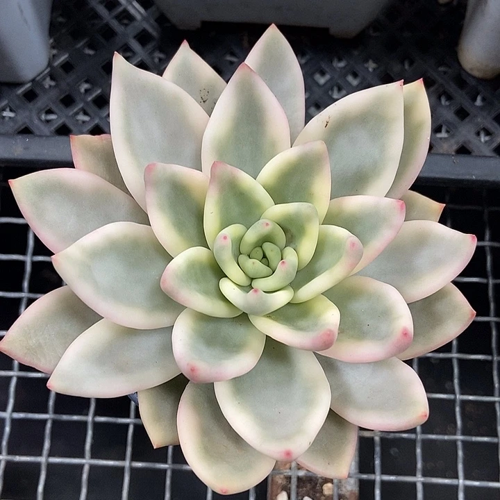 祝之松锦多肉植物