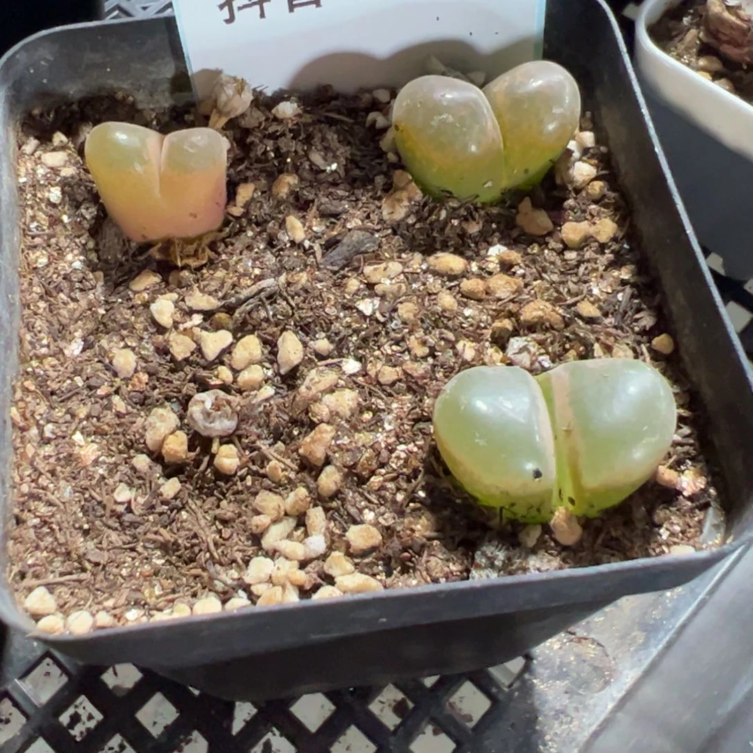 1-123肉锥多肉植物