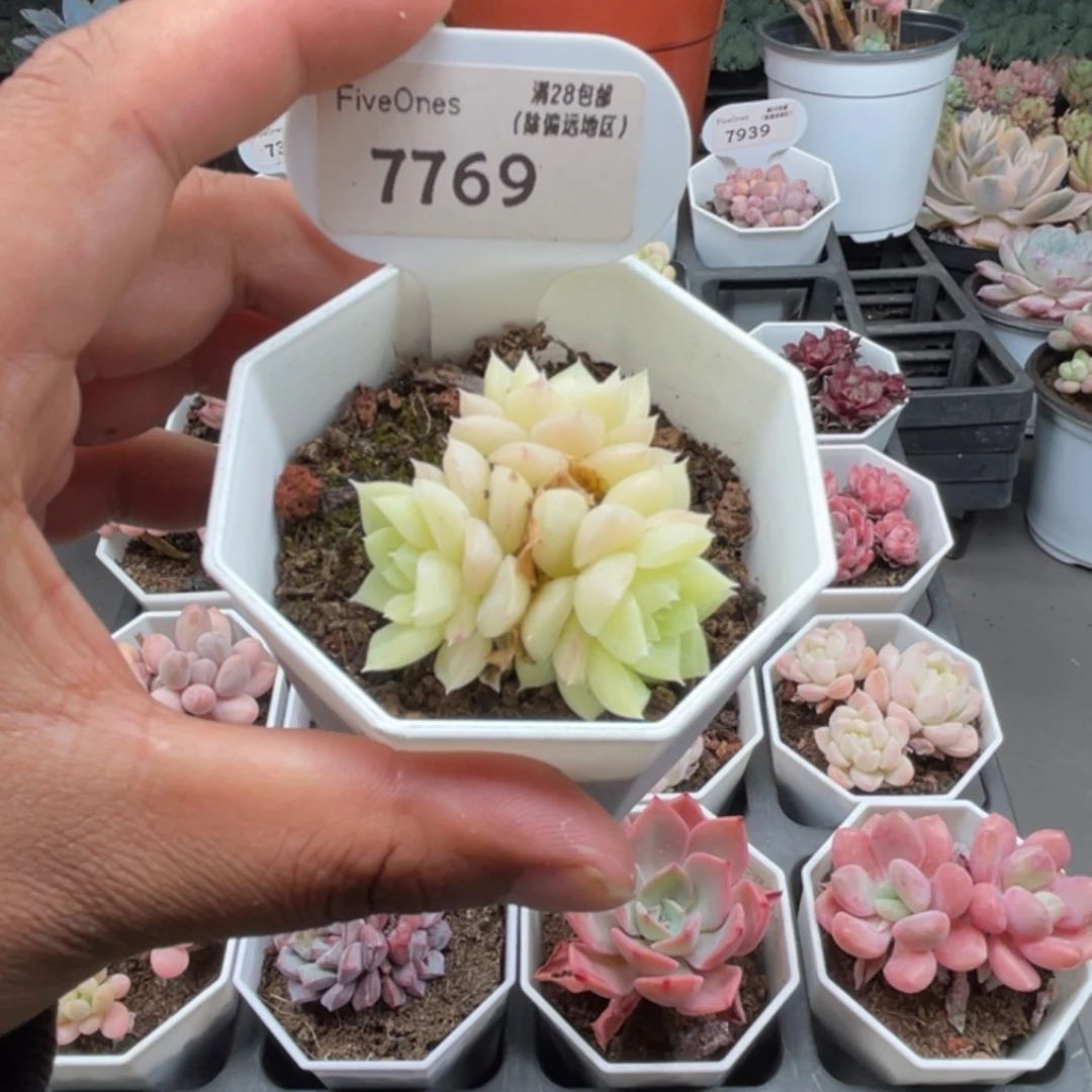 7769白天鹅4.0厘米