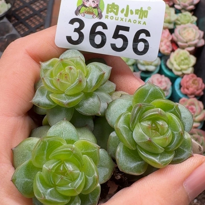 多肉植物多肉植物