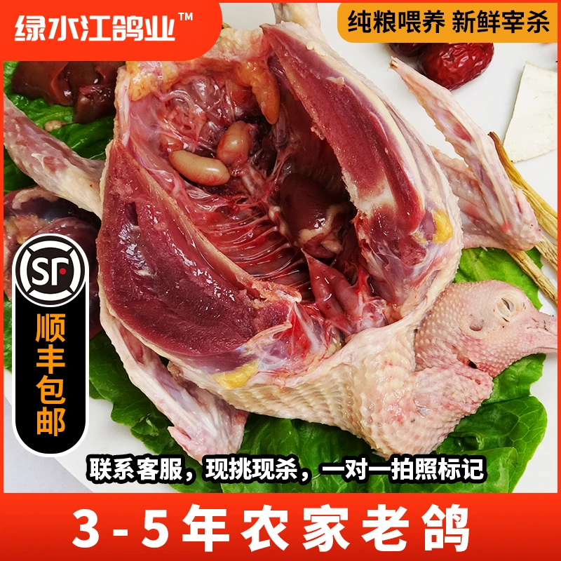 （3只老鸽）散养4年以上老鸽3只每只8-9两1斤五谷土鸽现杀顺丰