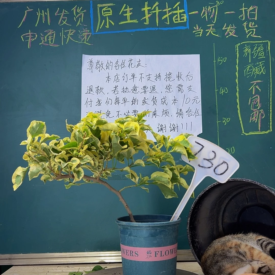 当前无花栽培后可以开花  金边黄 造型杆  730
