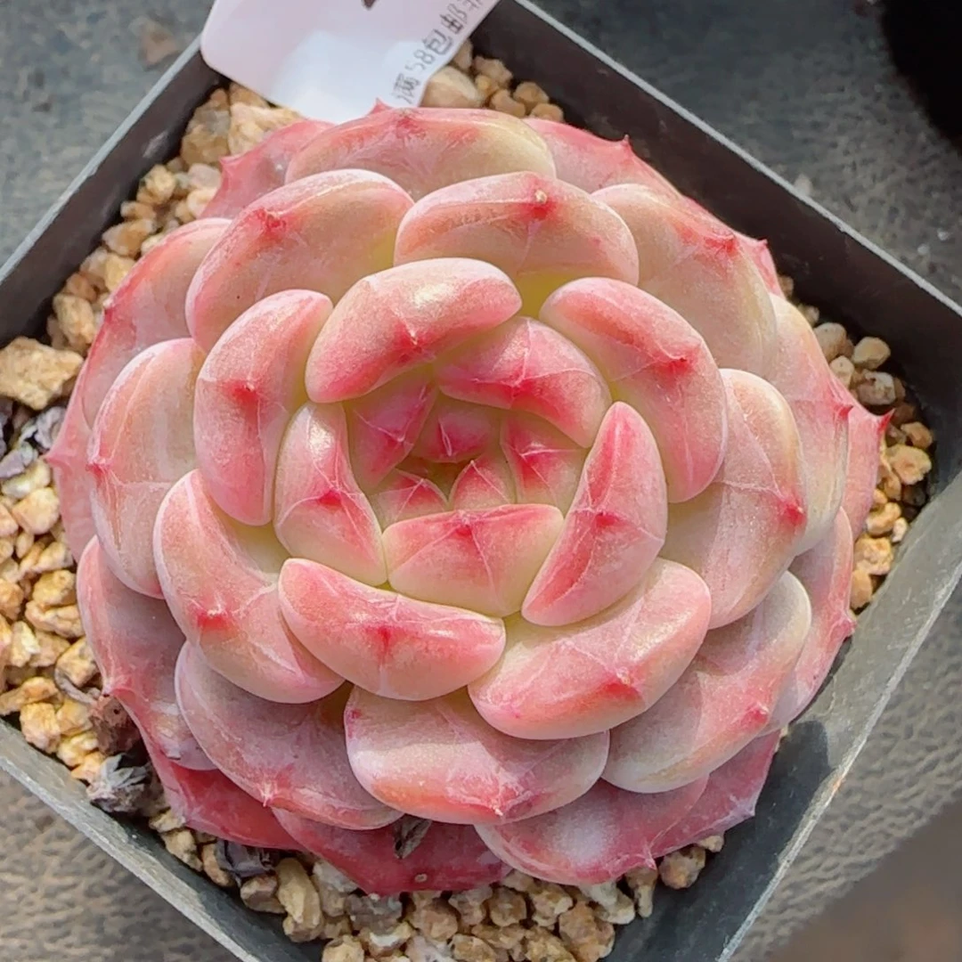 繁花，2503多肉植物