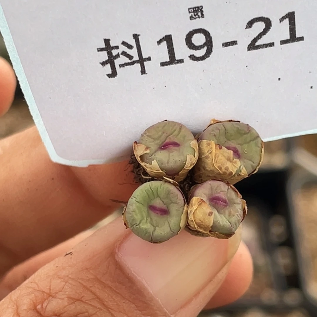 19-21肉锥多肉植物嘴