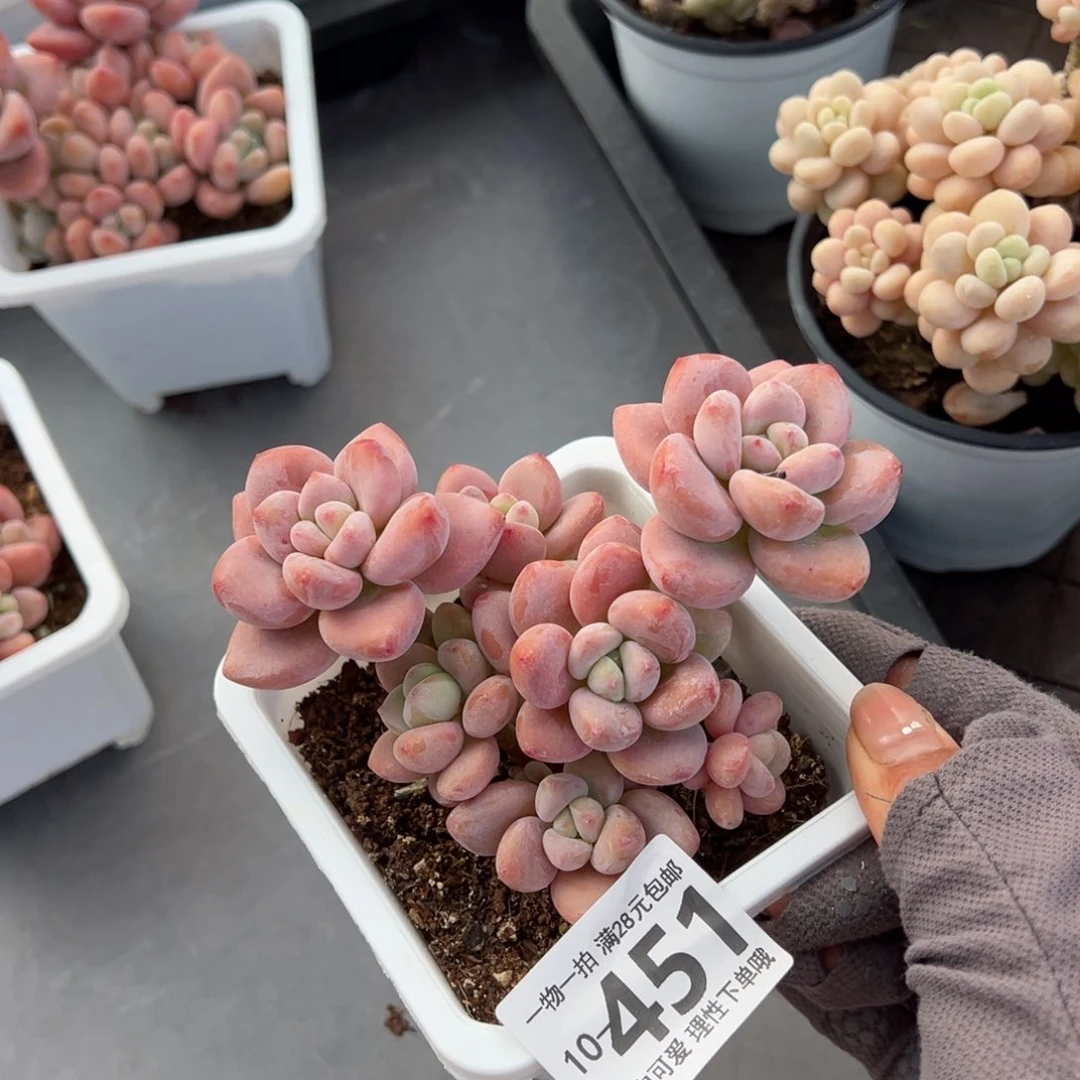 S****a红洛神多肉多肉多肉多肉