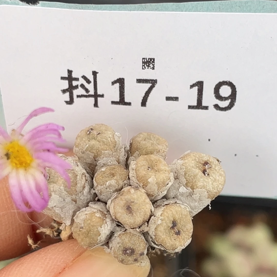 17-19肉锥多肉植物