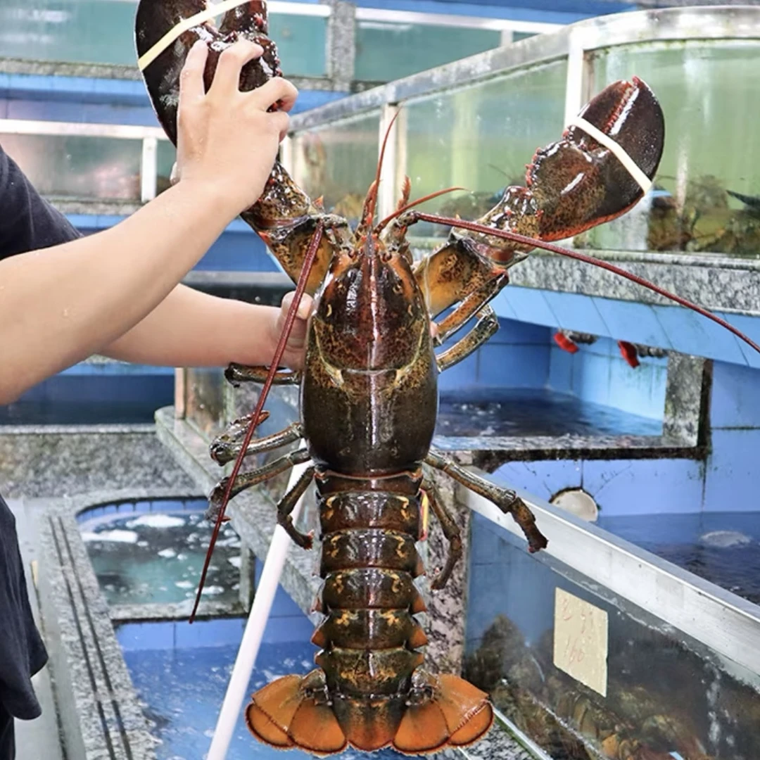超大波士顿龙虾7-10斤/只新鲜超低温冷冻发包肥包新鲜特大龙虾