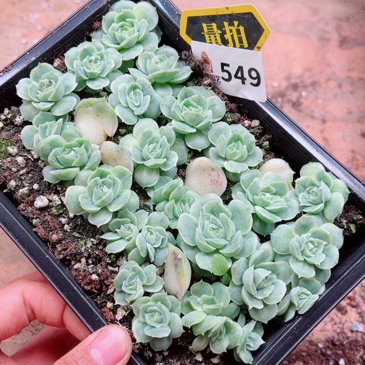 多肉植物多肉植物