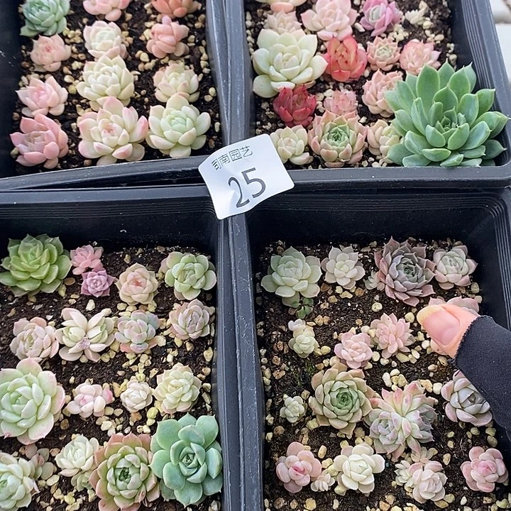25 多肉植物盆栽花卉