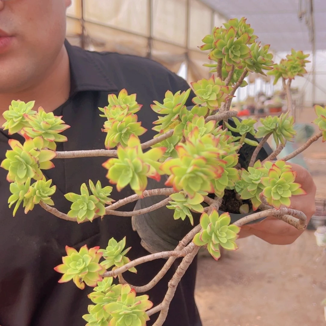 清扬薄化妆大盆，160杯