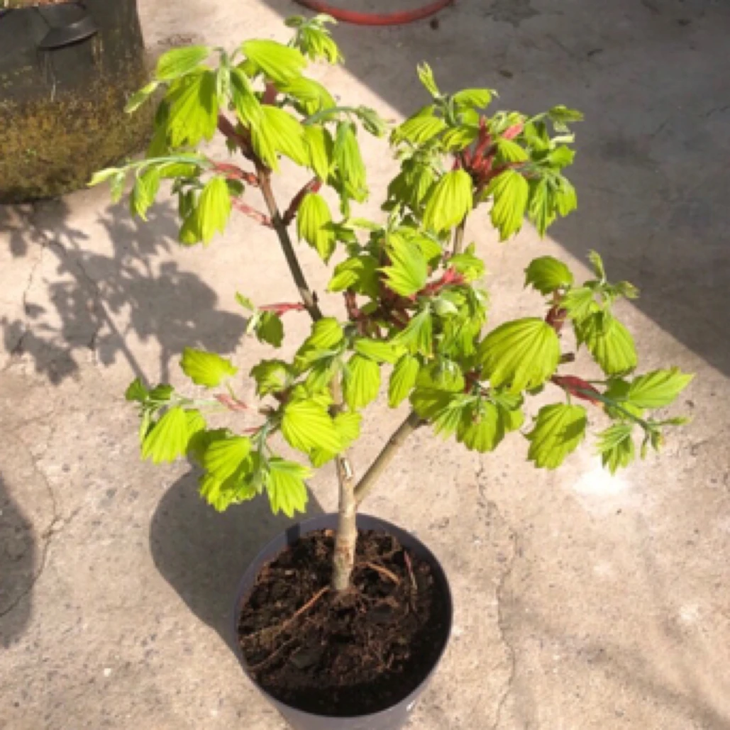 红枫 进口品种 金隐 原盆原土 荷兰