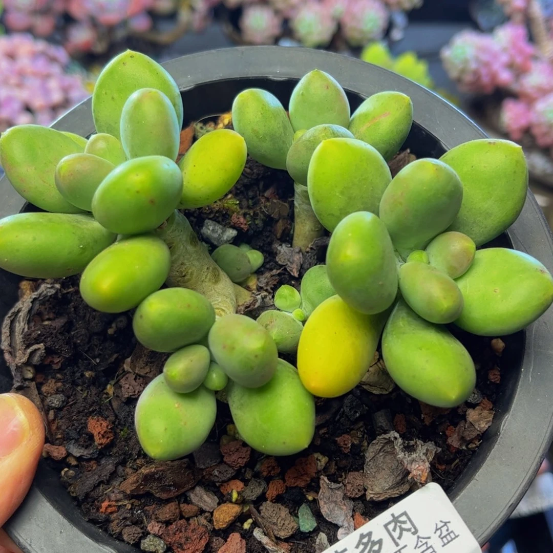 577芒果奶11厘米多肉