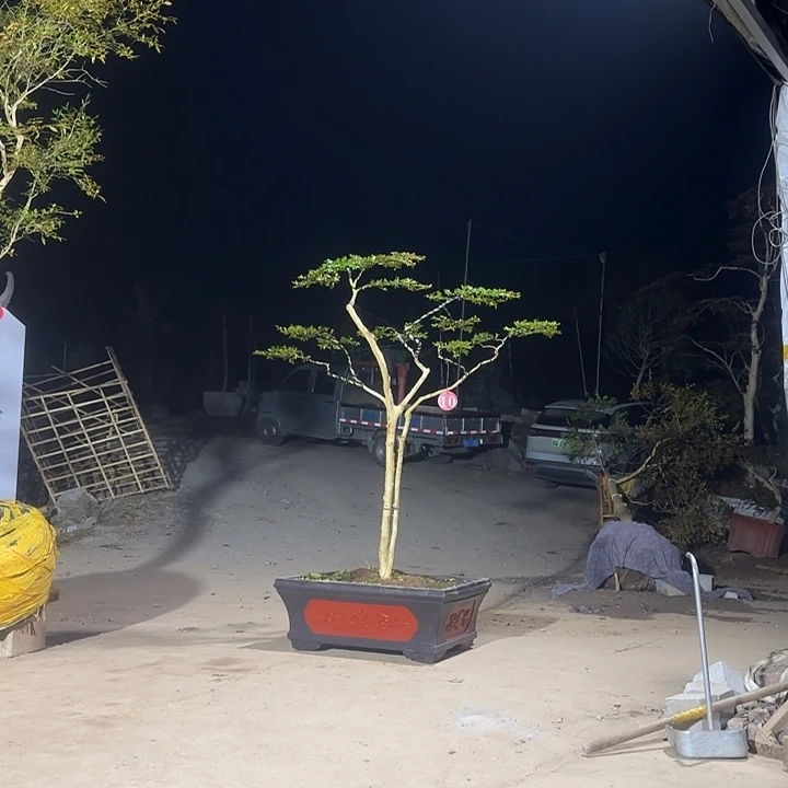 白皮瓜子黄杨双杆