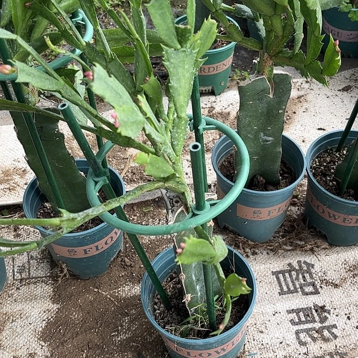 5号灵西5颗开花非常好看