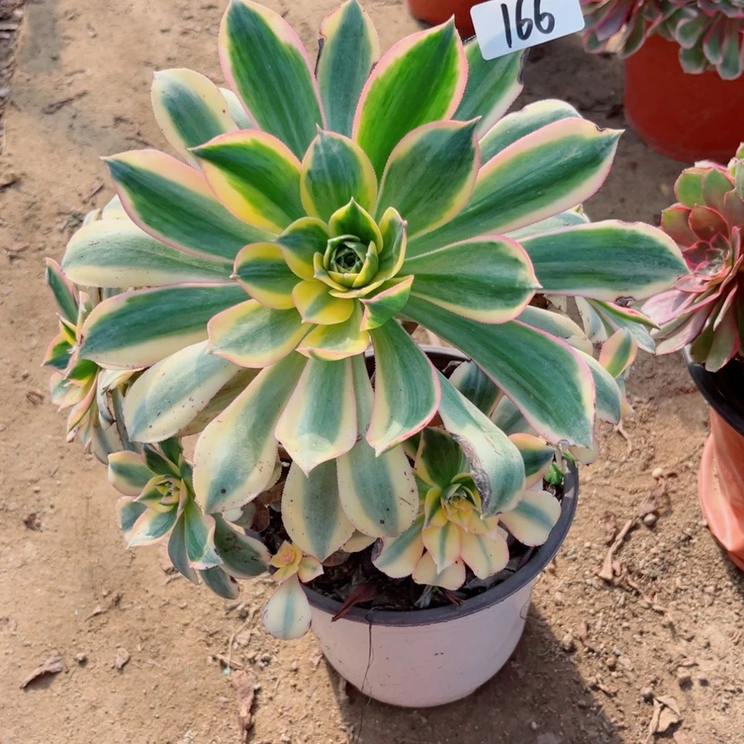 166灿烂法师多肉植物