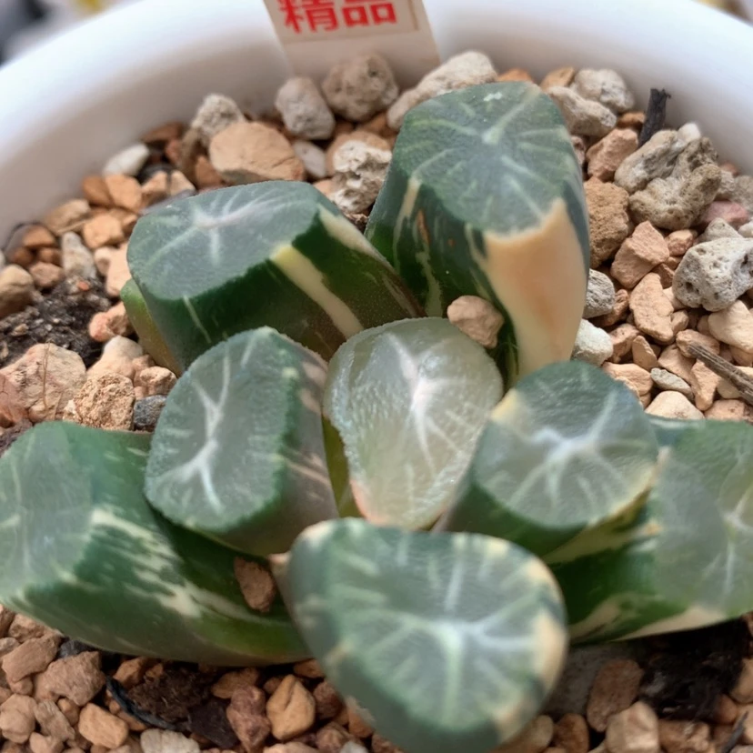 【闪购商品】285玉龙万象