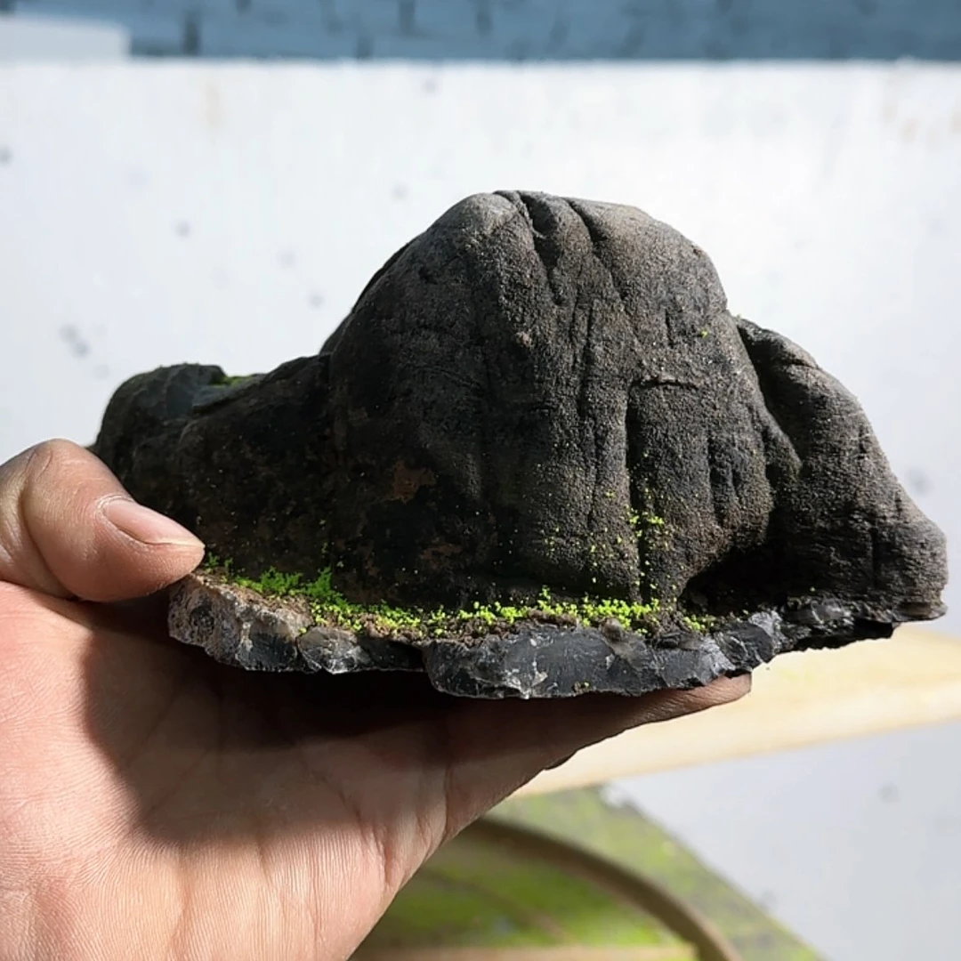 【闪购商品】香榧木水*哥了不起的盖茨比你想象中好看一点