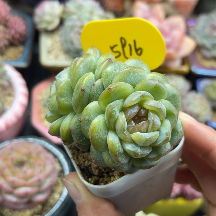 芙汐珍妮群5916。