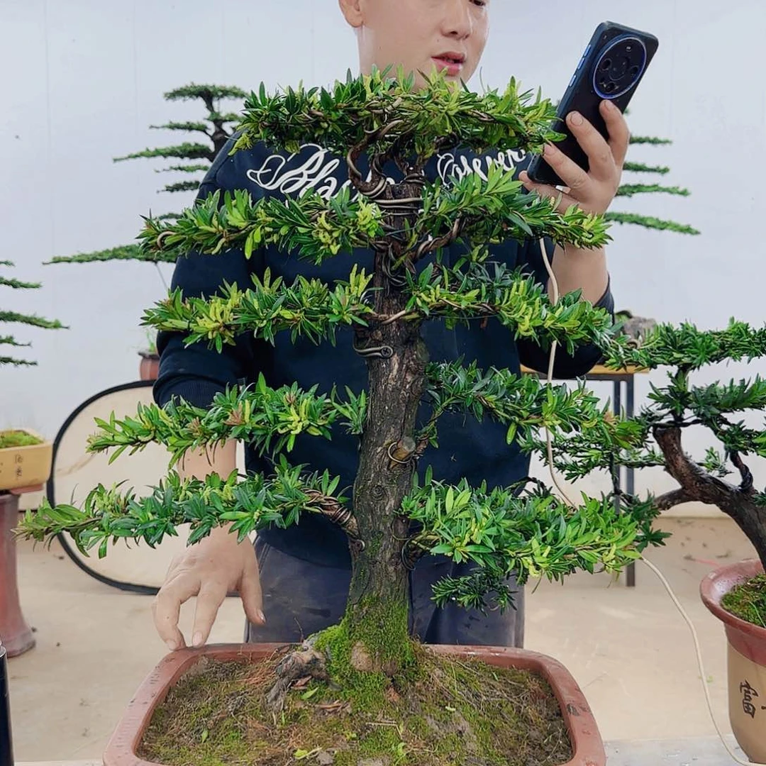 用****3盆景制作过程