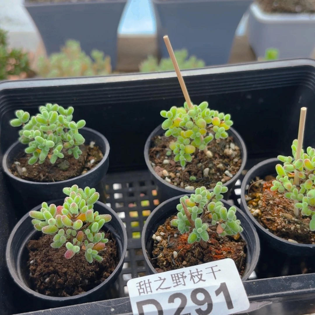 m****）蜜叶五颗291。