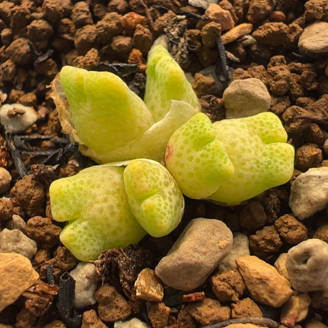 115多肉植物组合