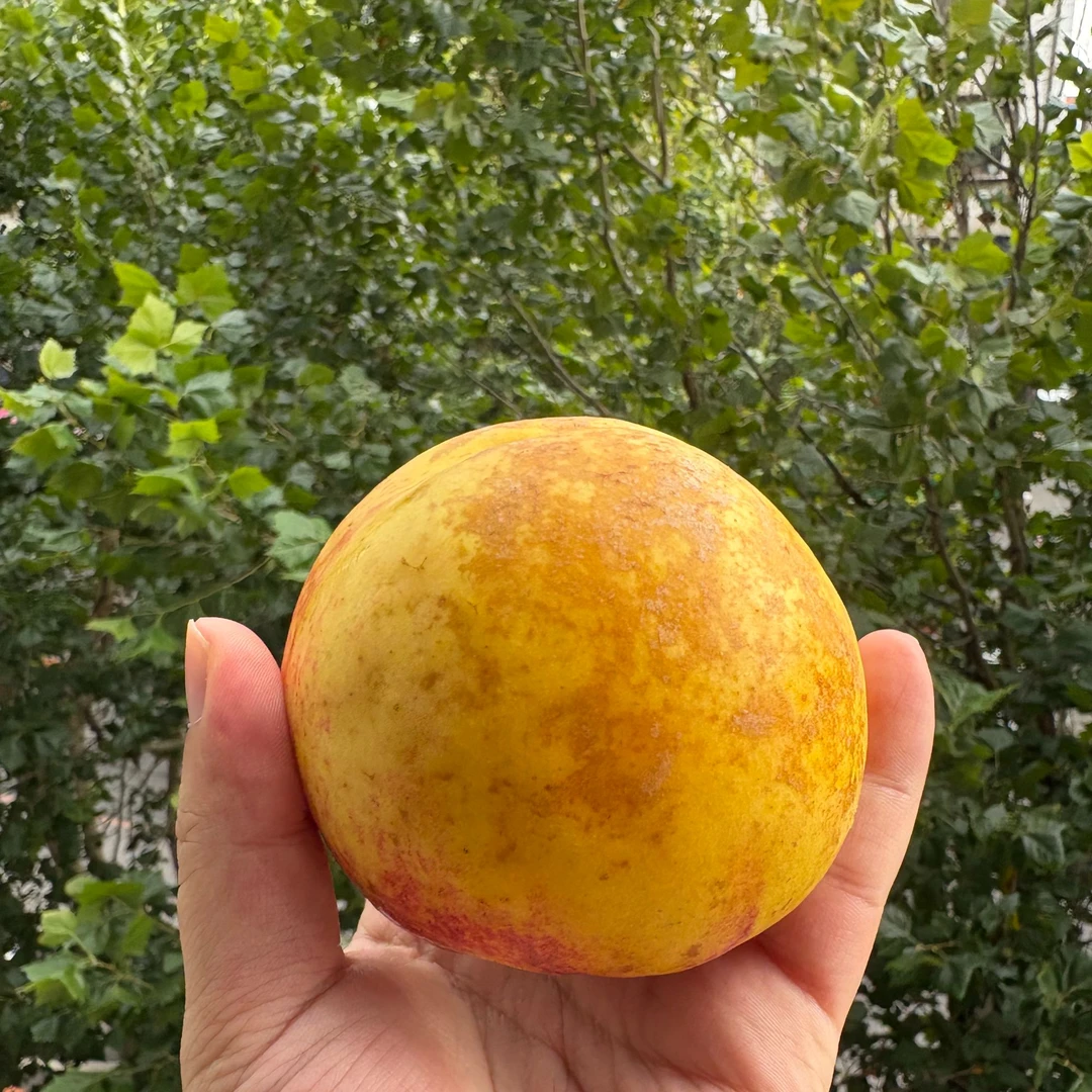 【顺丰包邮】大连离核虎皮黄油桃丑桃脆甜新鲜礼盒装秋二