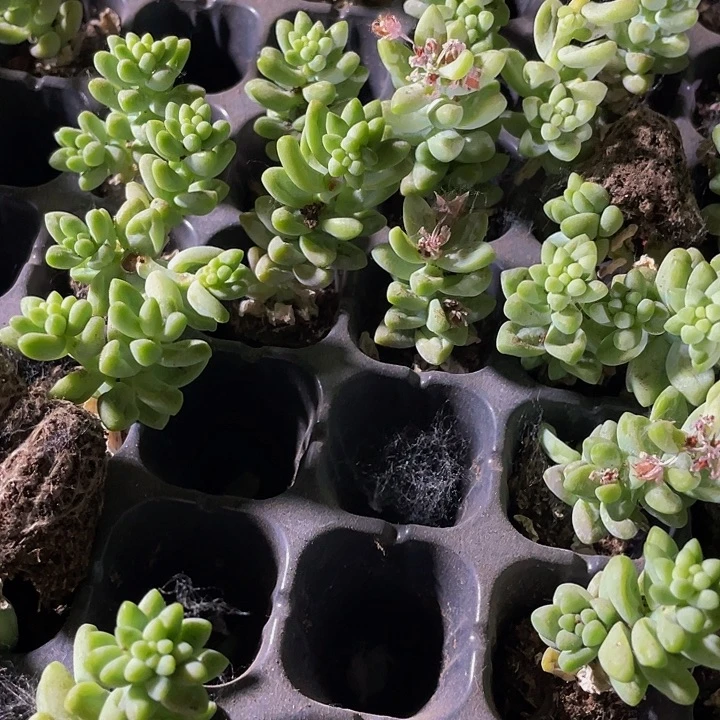 小玉坠0.3带土发