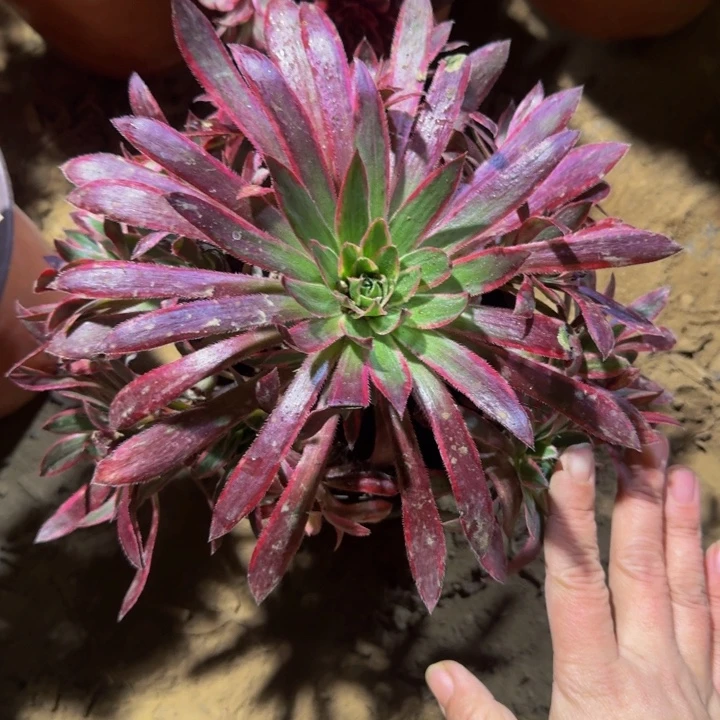 孔雀锦脱土发货9.9