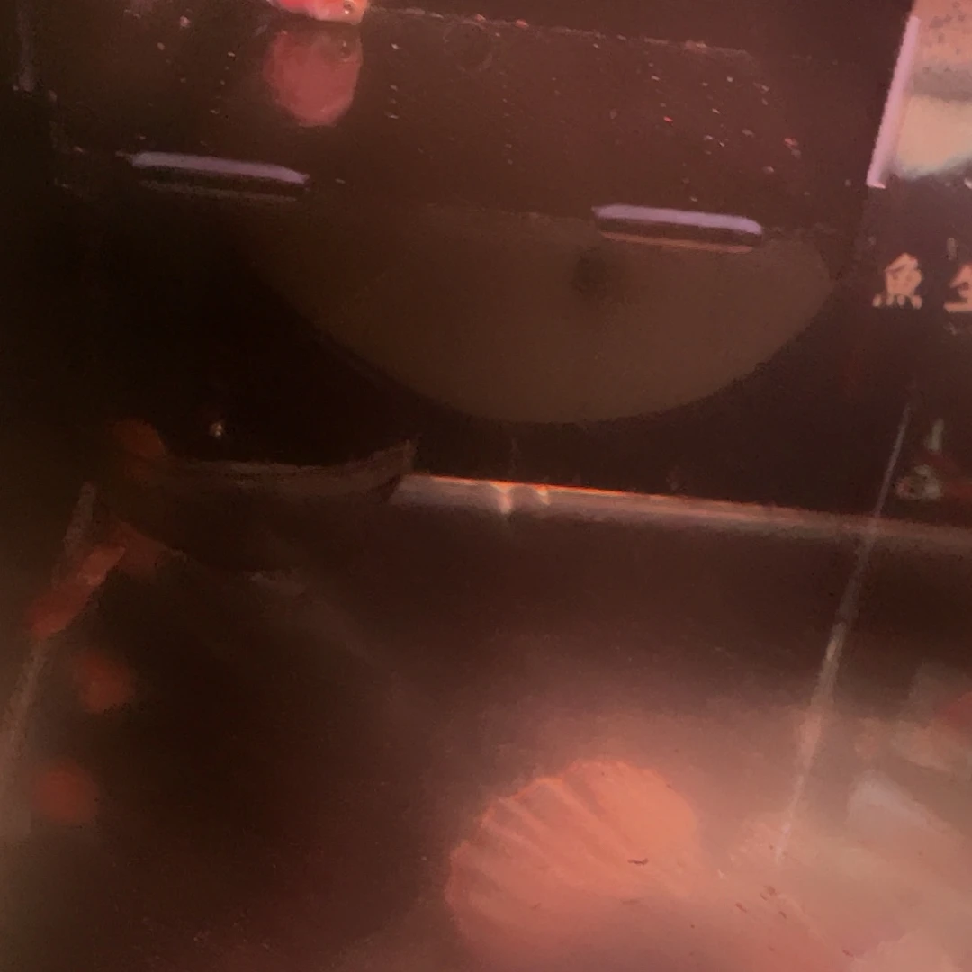 鹦鹉鱼桃心胭脂粉迷你鹦鹉鱼