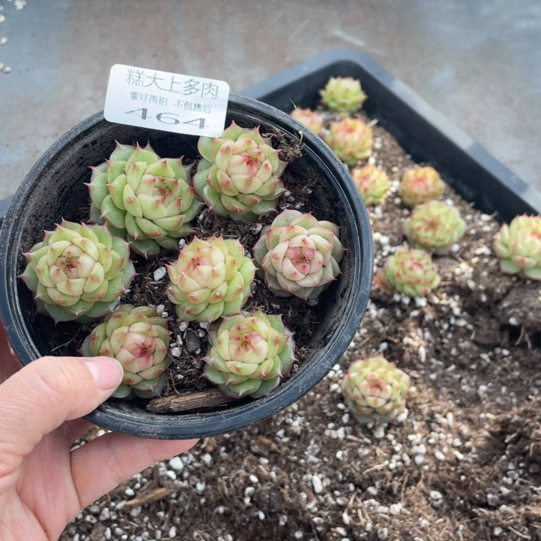 糕大上多肉植物464