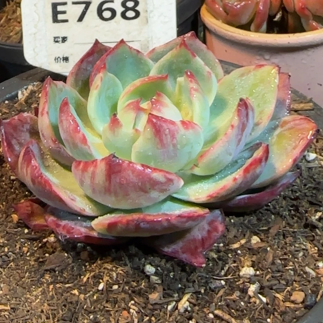 花脸惊鸿一物一拍包装收缩花旱