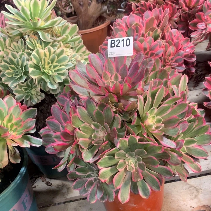 210孔雀翎多肉法师