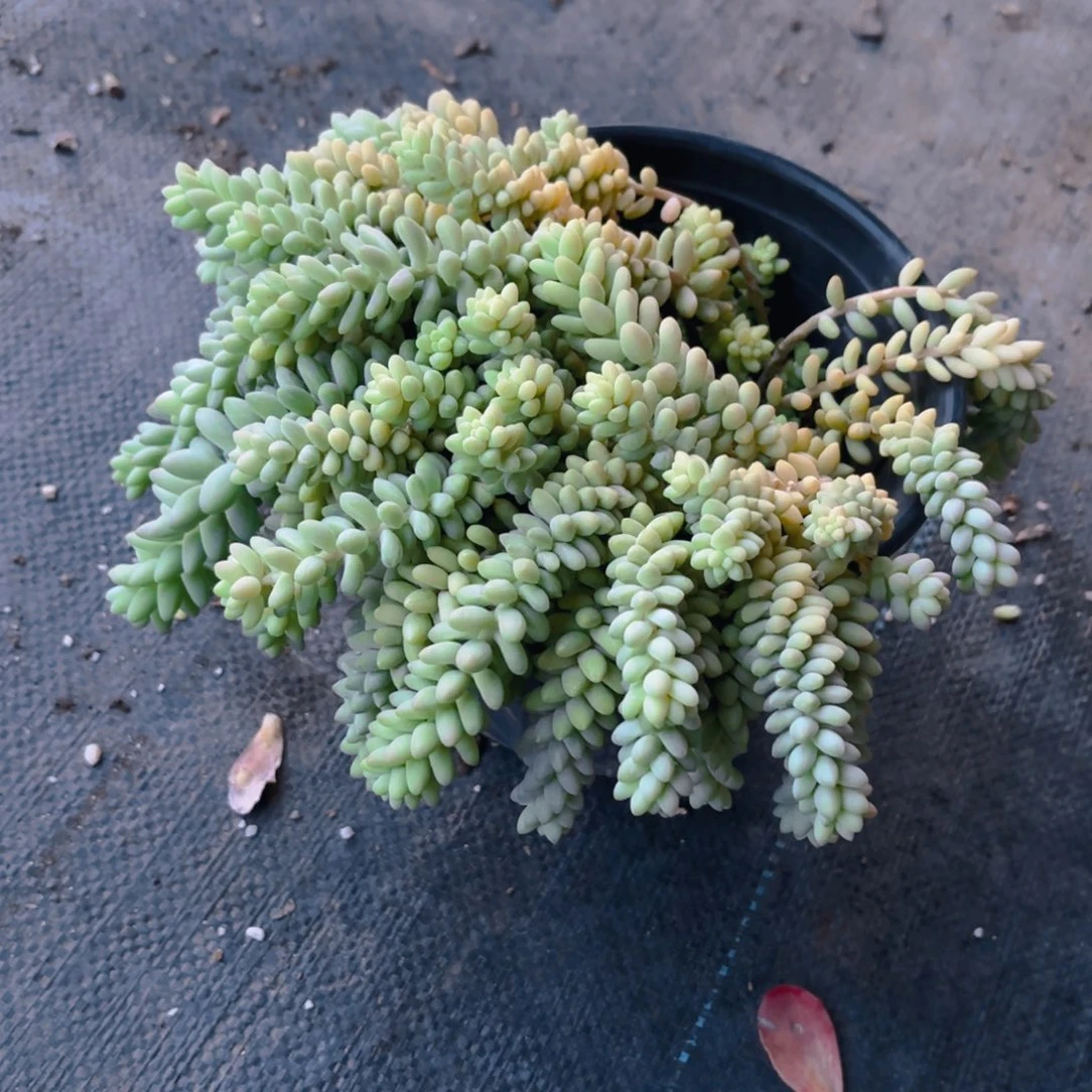 玉坠新疆包邮大颗新疆包邮