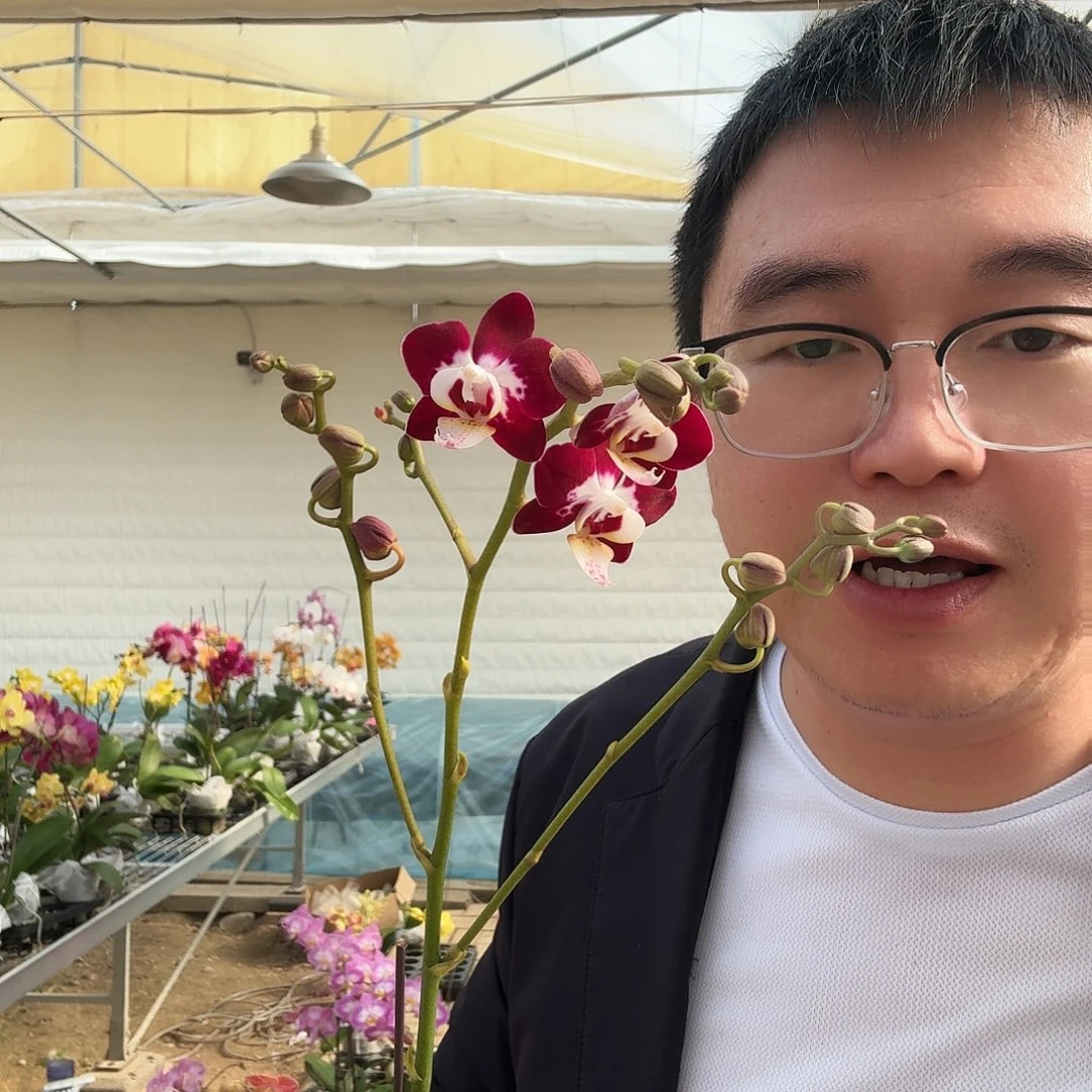 完全开放银河3.0大树叉带花苞