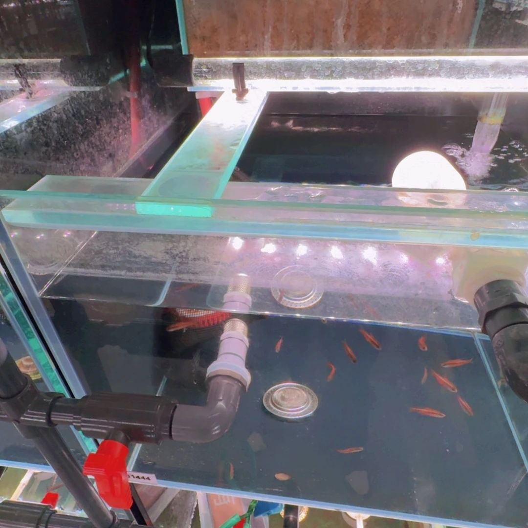 热带鱼公灰太狼陈*山