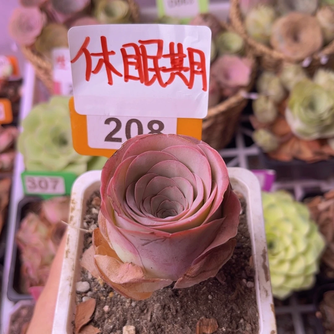 栗*山地玫瑰老桩一物一拍208