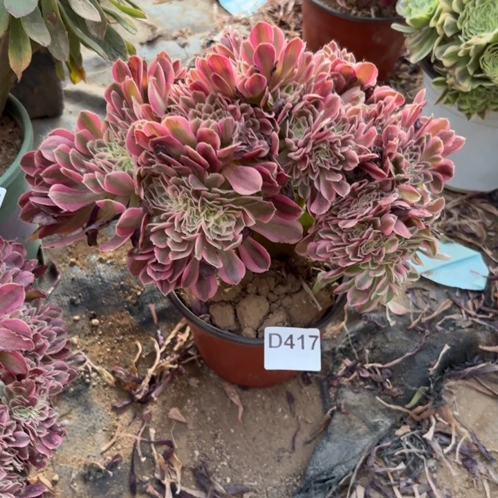 粉女巫缀多肉植物不包损417