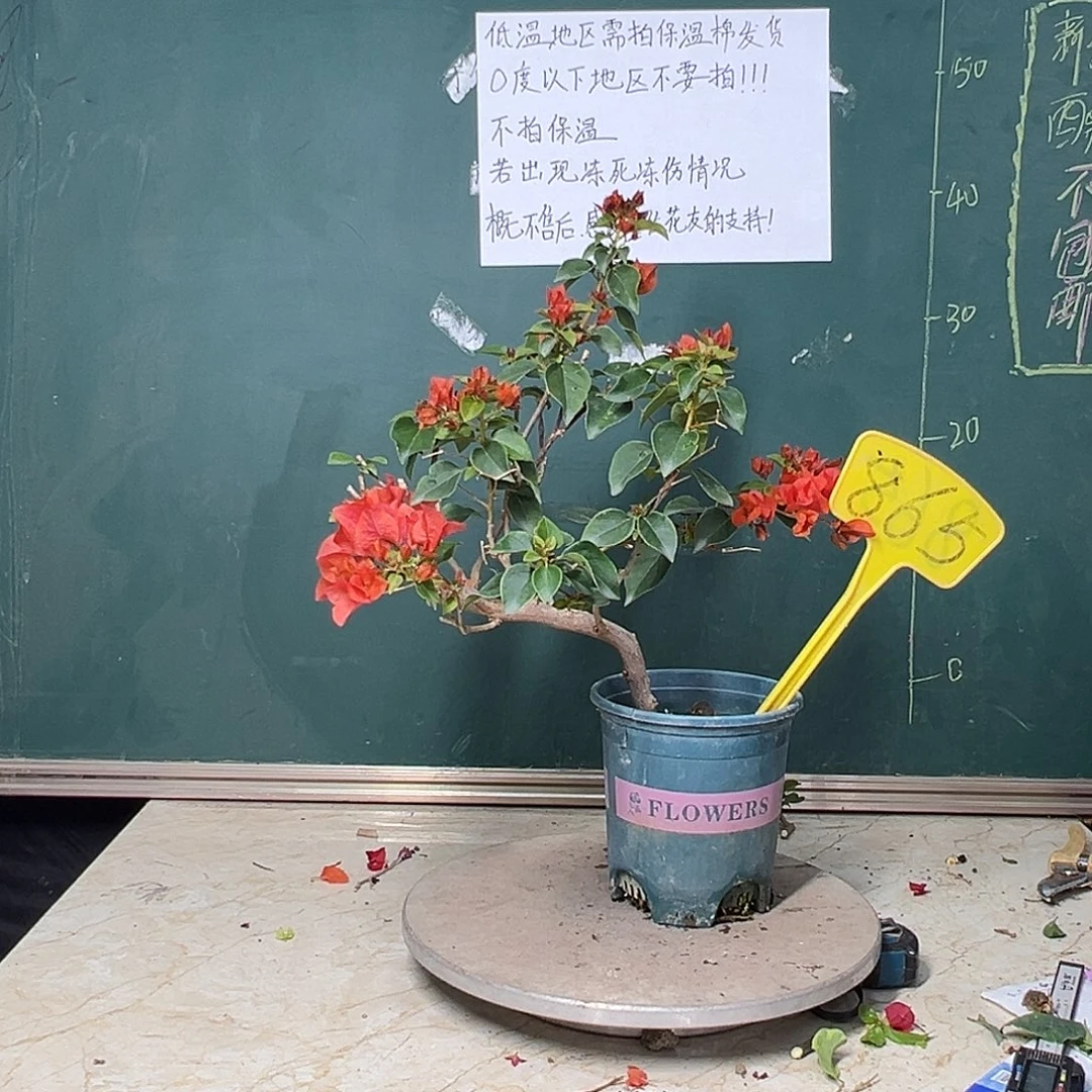 完全开放造型 暗斑夕阳红 865