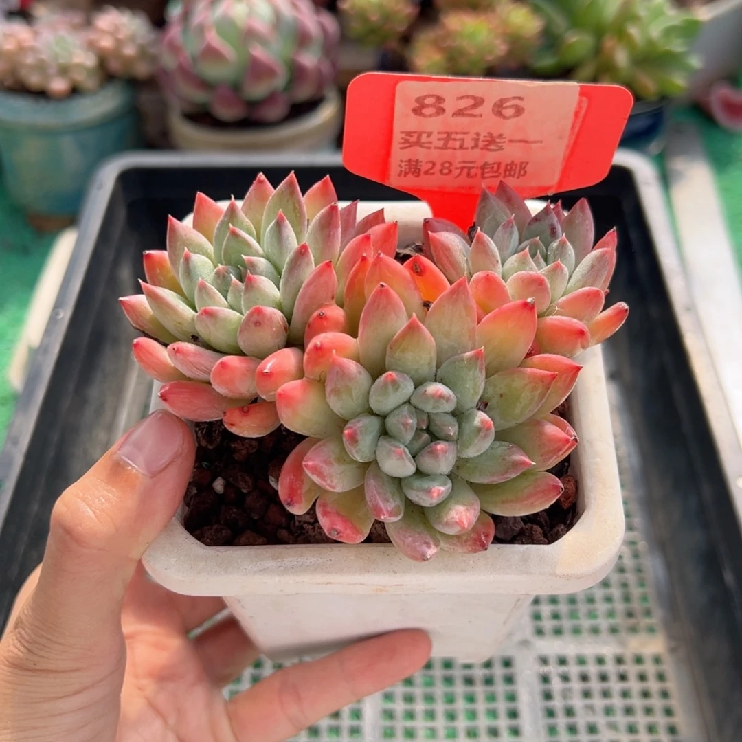 表妹精品多肉植物826.